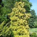 Chamaecyparis pisifera 'Filifera Aurea'